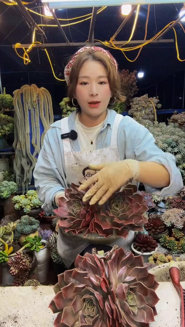 露西娜老桩包邮...