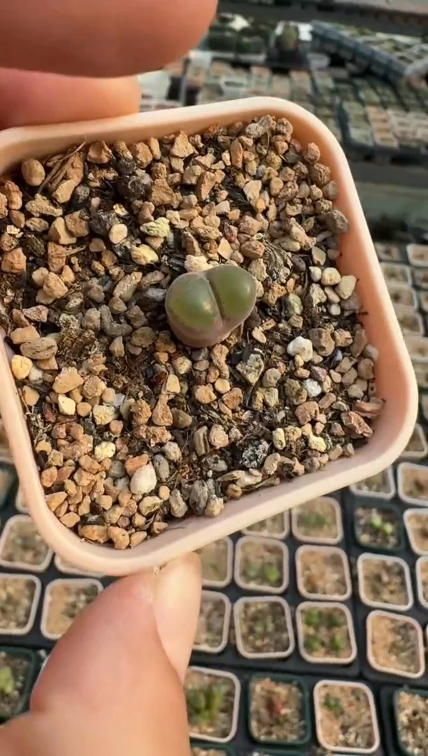 美丽的肉石头71..