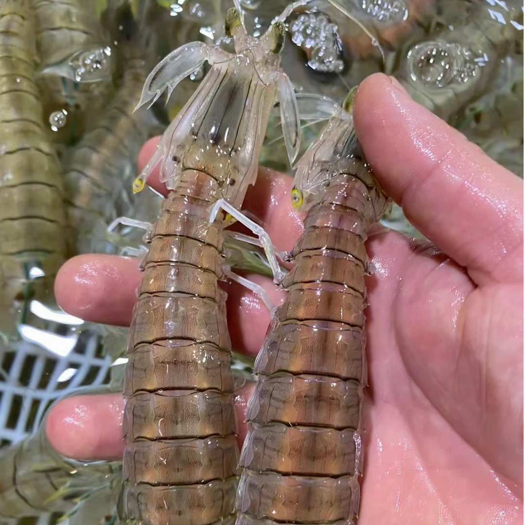 【虾爬子/皮皮虾】-特大号/大号/中号-鲜活-庄河