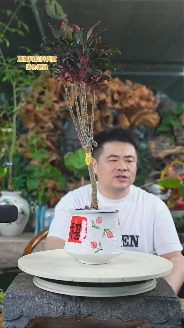 完全开放朱蕉120T
