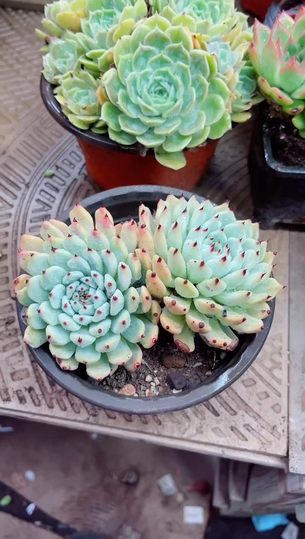 小*心19038多肉植物一物一拍