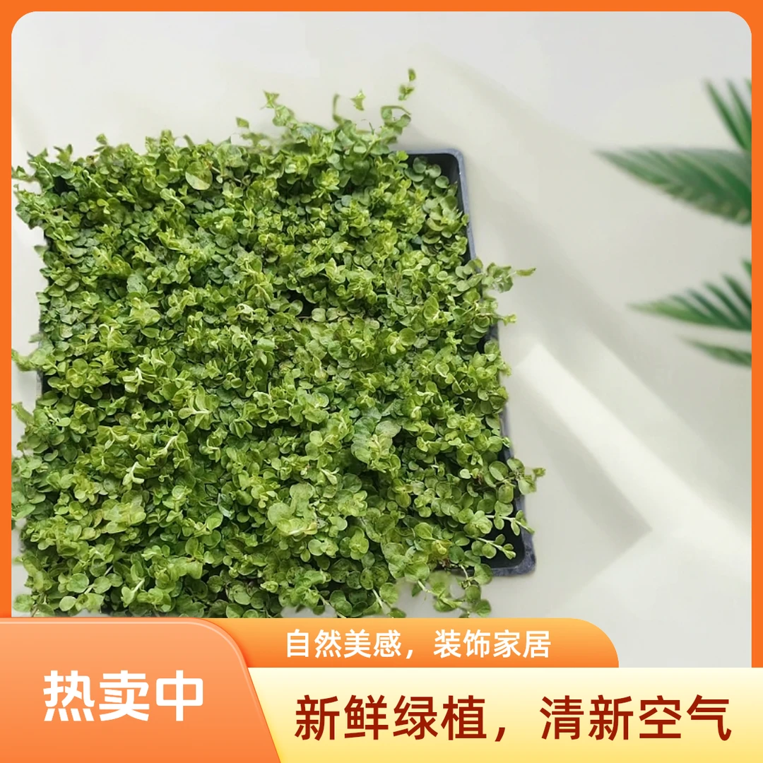 庭院景观小院装饰植物过路黄