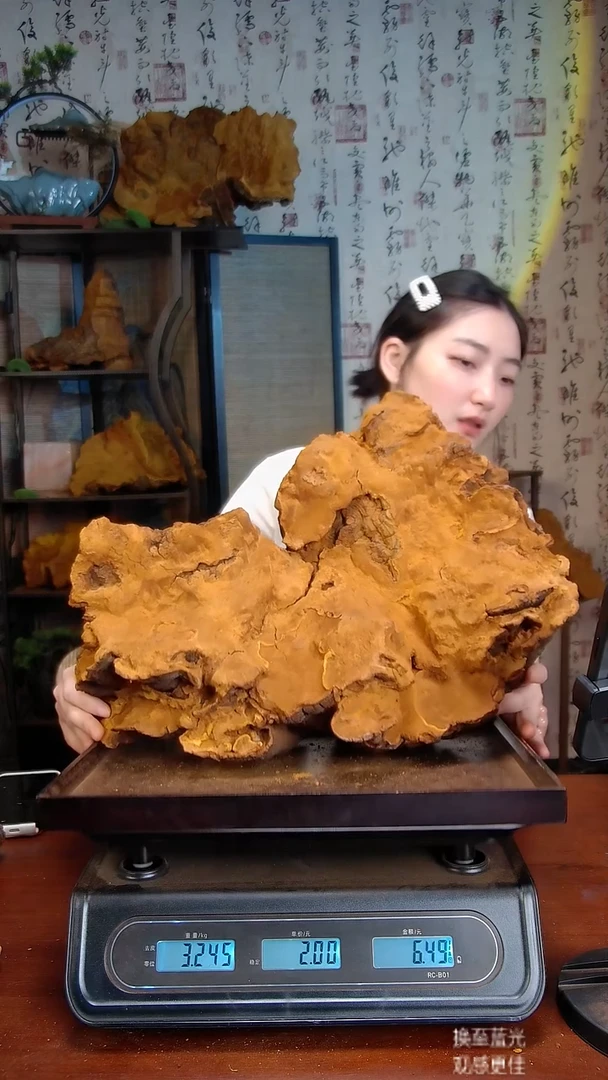 松针层孔菌中国大陆【藏区】松树桑黄（6.57斤）80-90年份