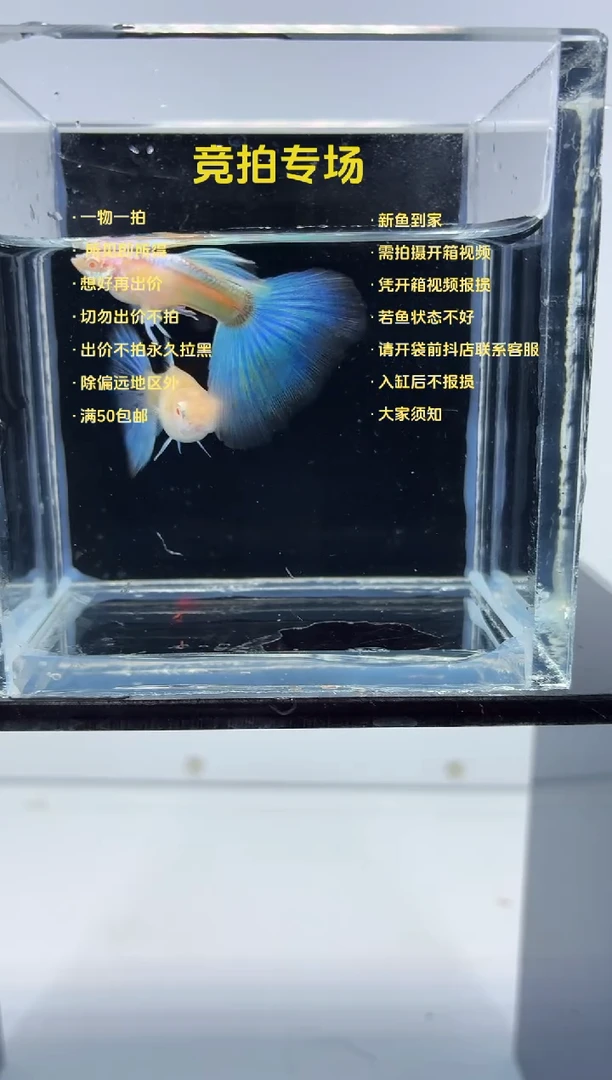 孔雀鱼蓝白飞船一对-41