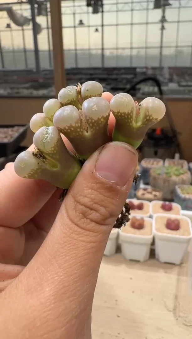荣****）20-135多肉植物肉锥