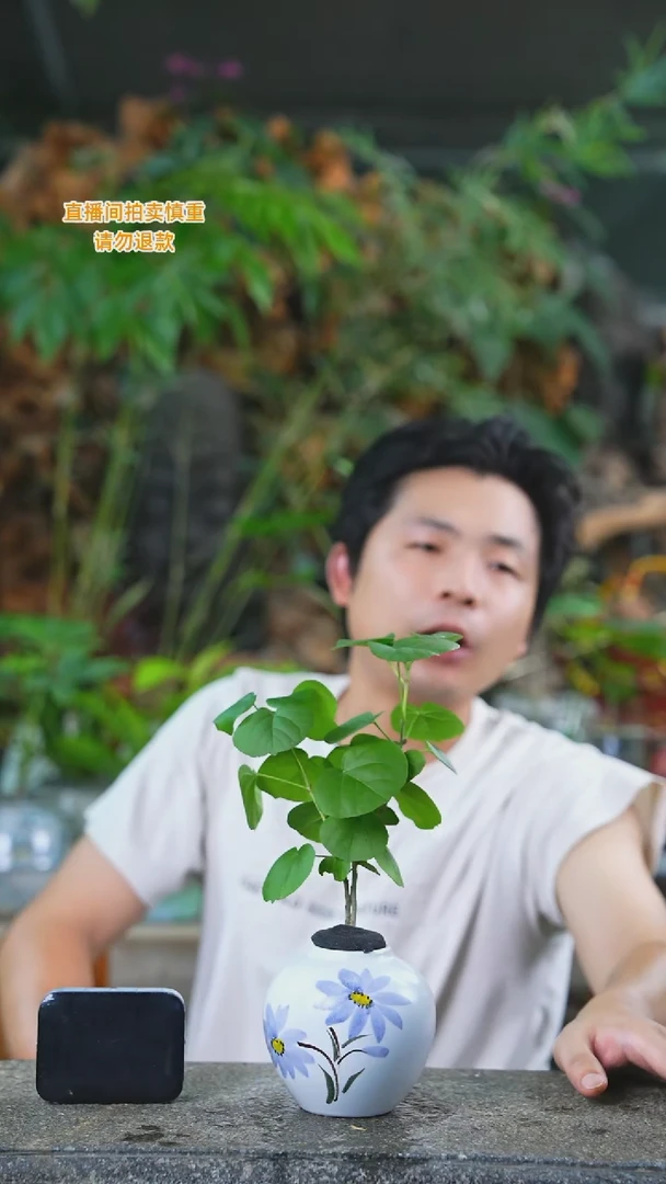 当前无花栽培后可以开花滨朴524T