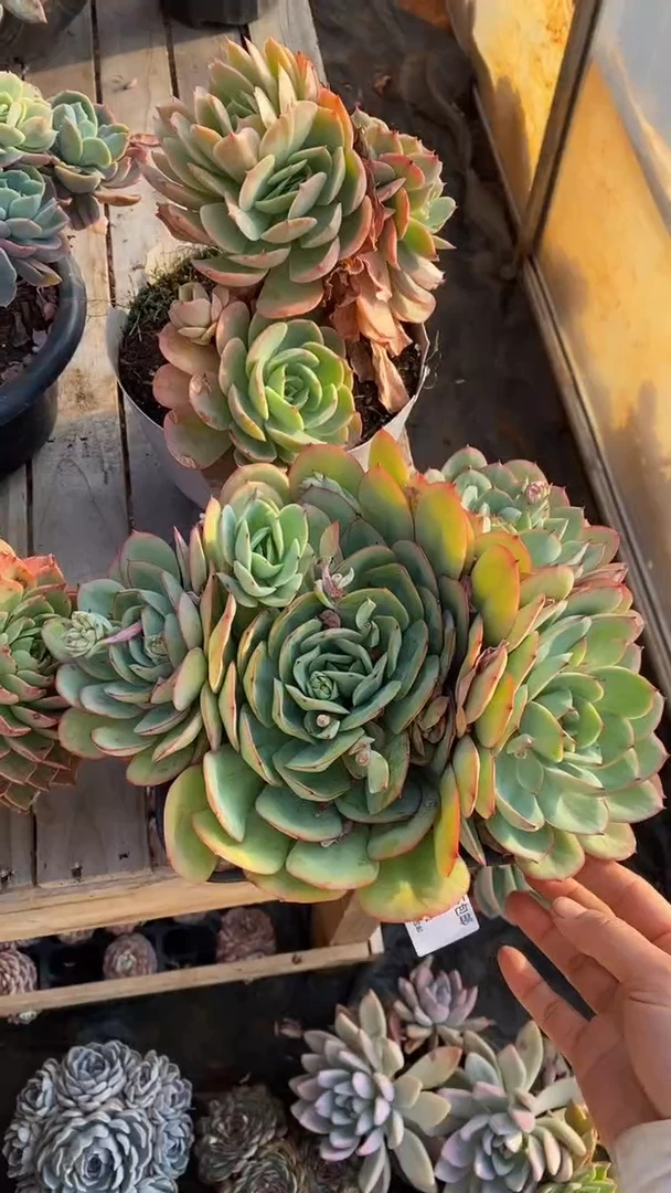 【闪购商品】1422牡丹亭