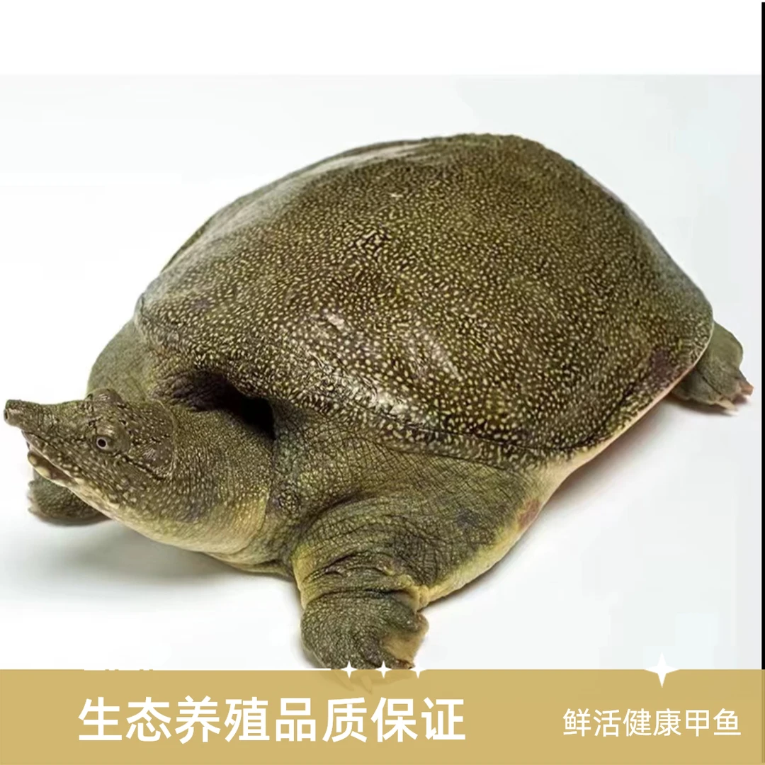 外塘野养39米2只/单只1-1.2斤/甲鱼2只装(活发）