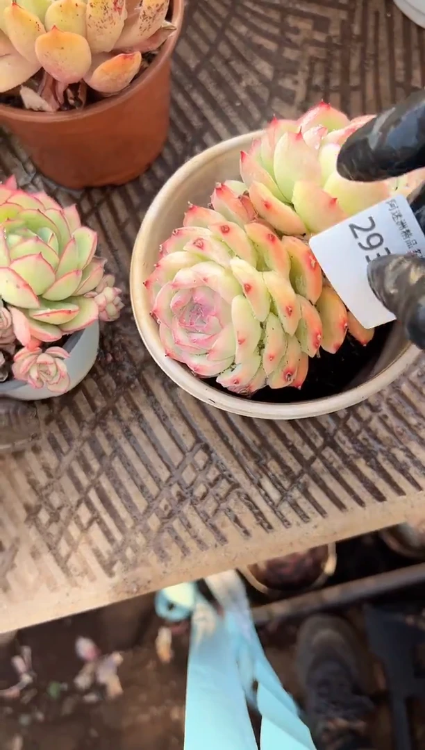 琼*阿迷洲多肉29371