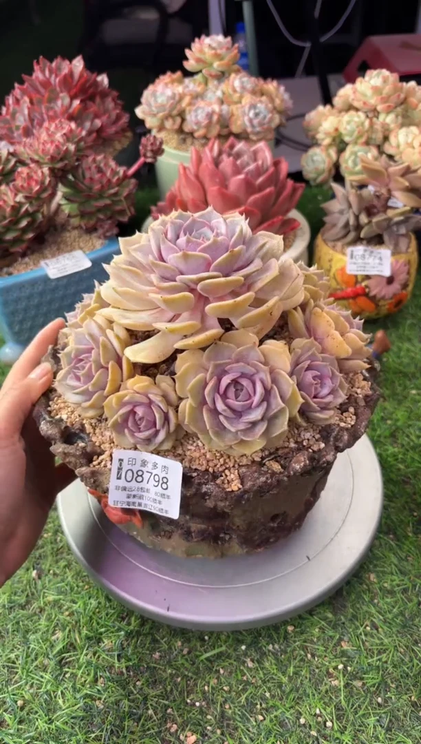 昆明印象多肉08798