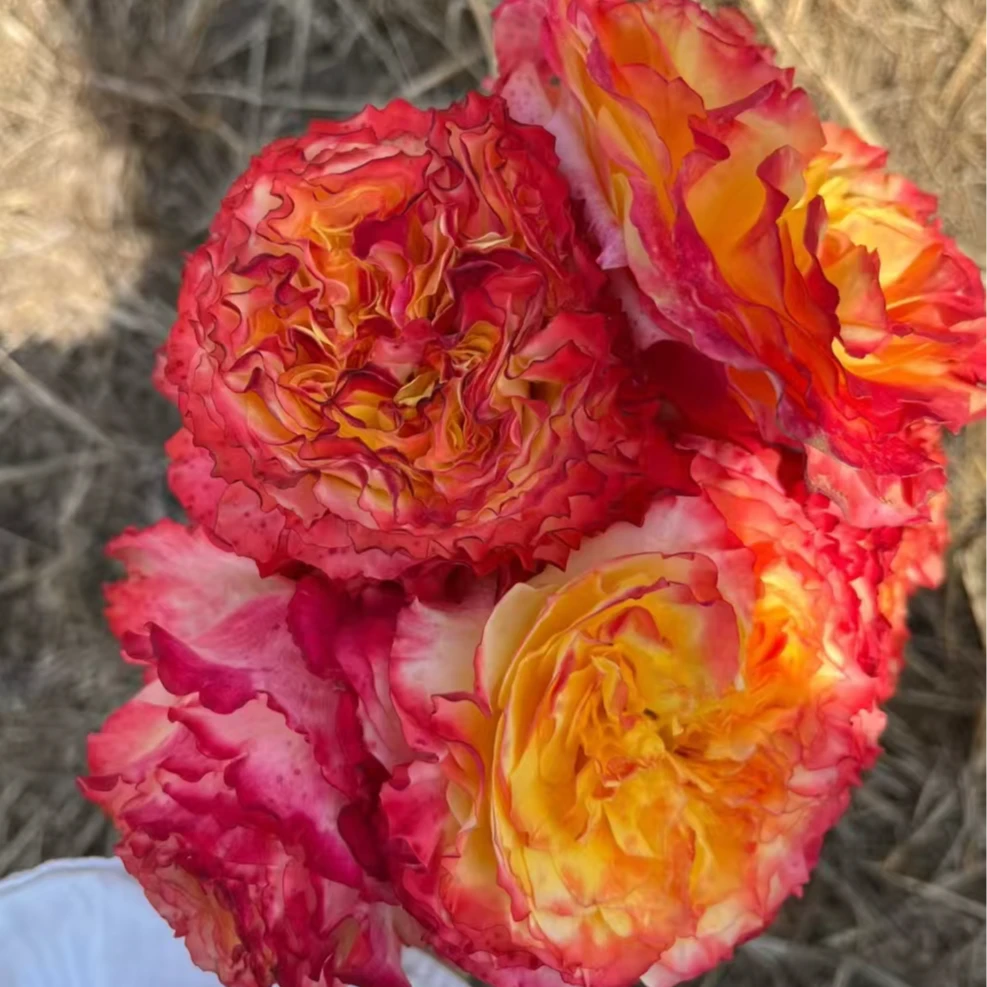 【dfr26】四季灌木大花