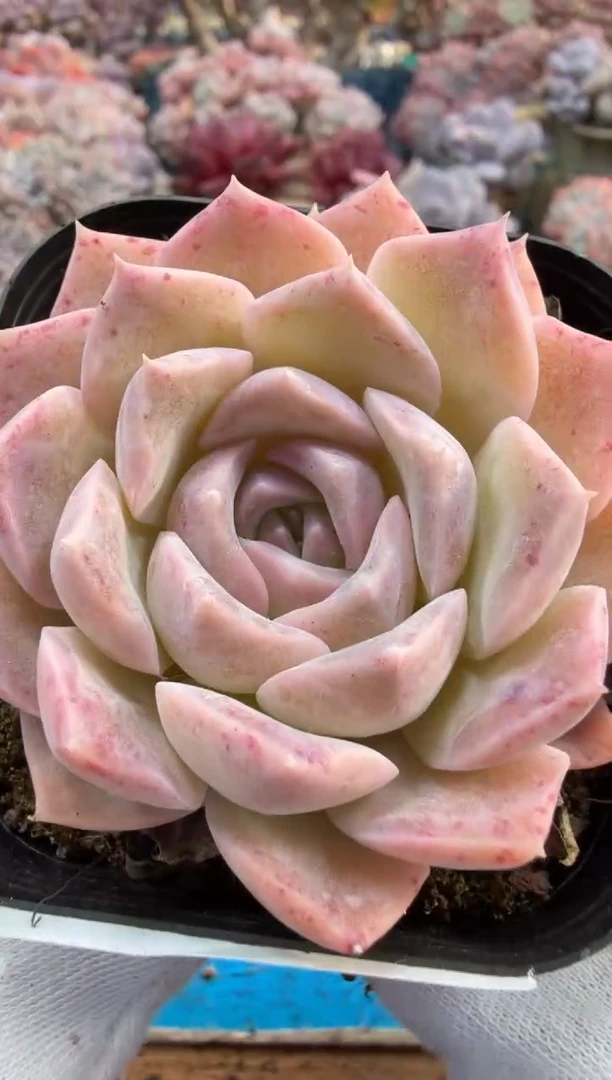 东云多肉园二店-564