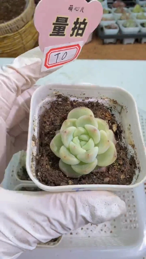 T0果冻 五方一盆 单双混 量拍混发