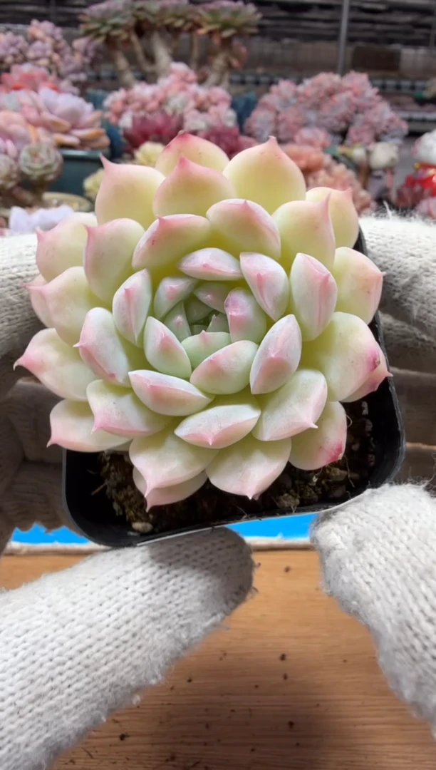 东云多肉园三店-169