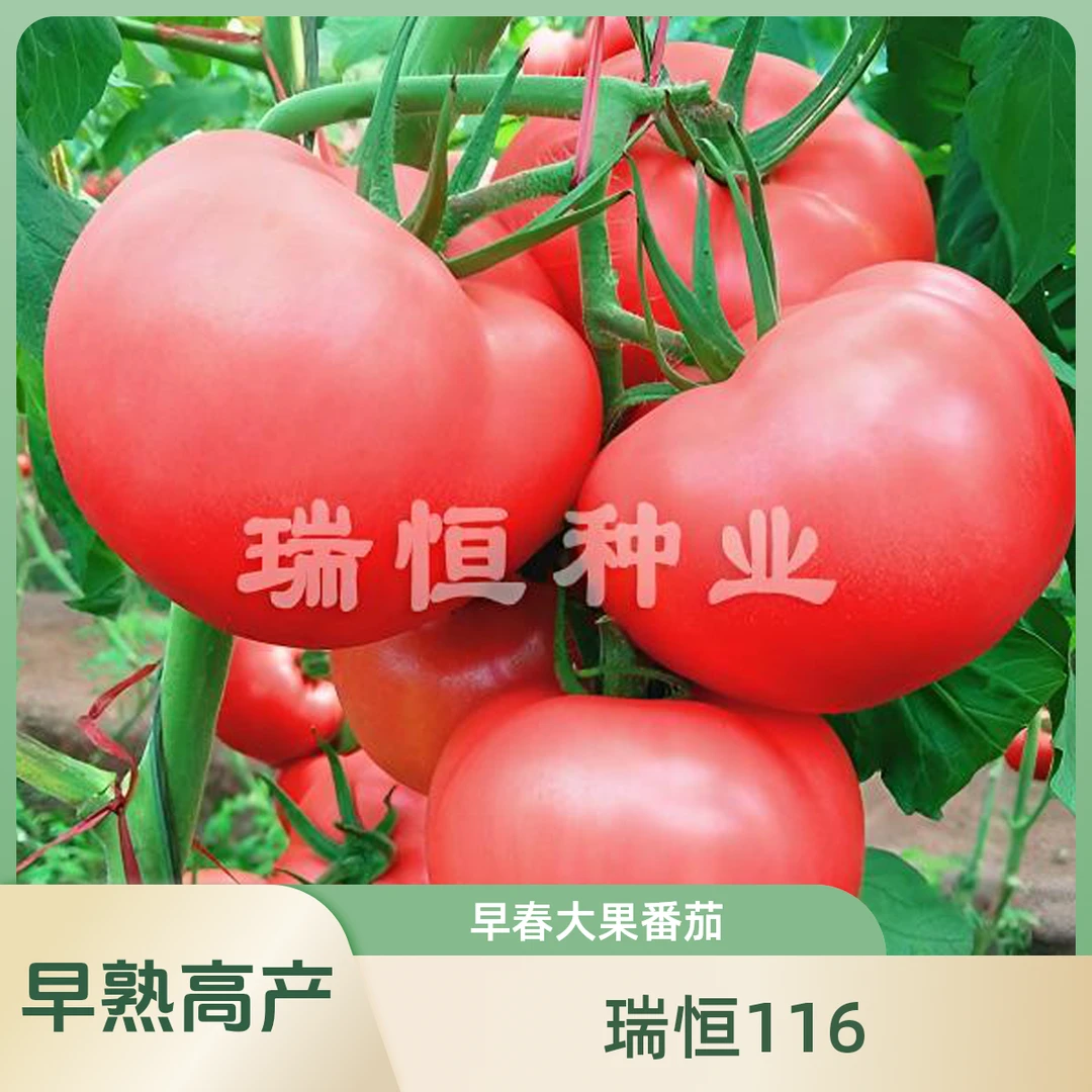 粉红西红柿种子粉果高圆型柿子种子早熟大型果西红柿种子番茄苗
