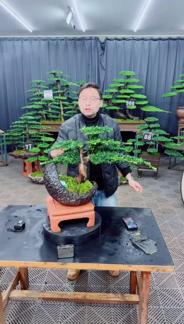 无花朵迎客松111罗汉松