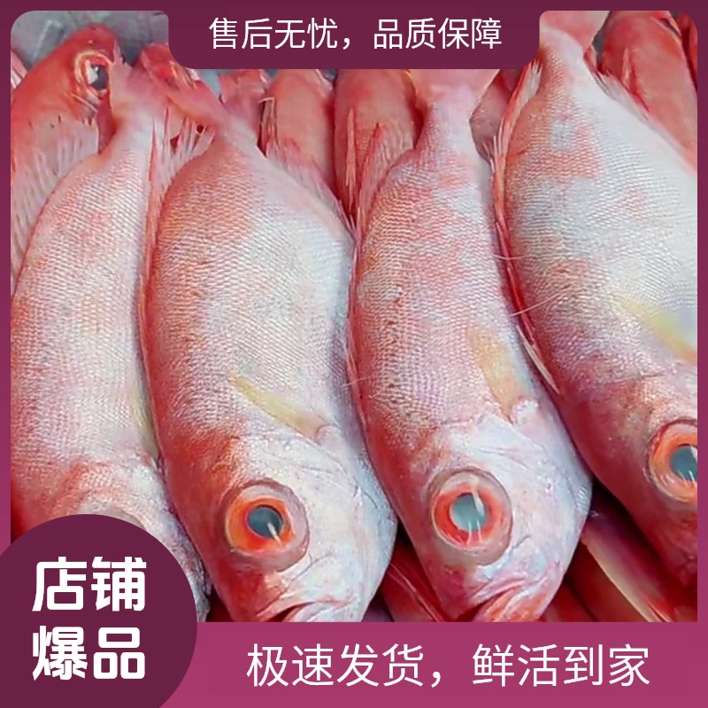 汕尾本港野生新鲜《红目连.大眼鱼》（大条）