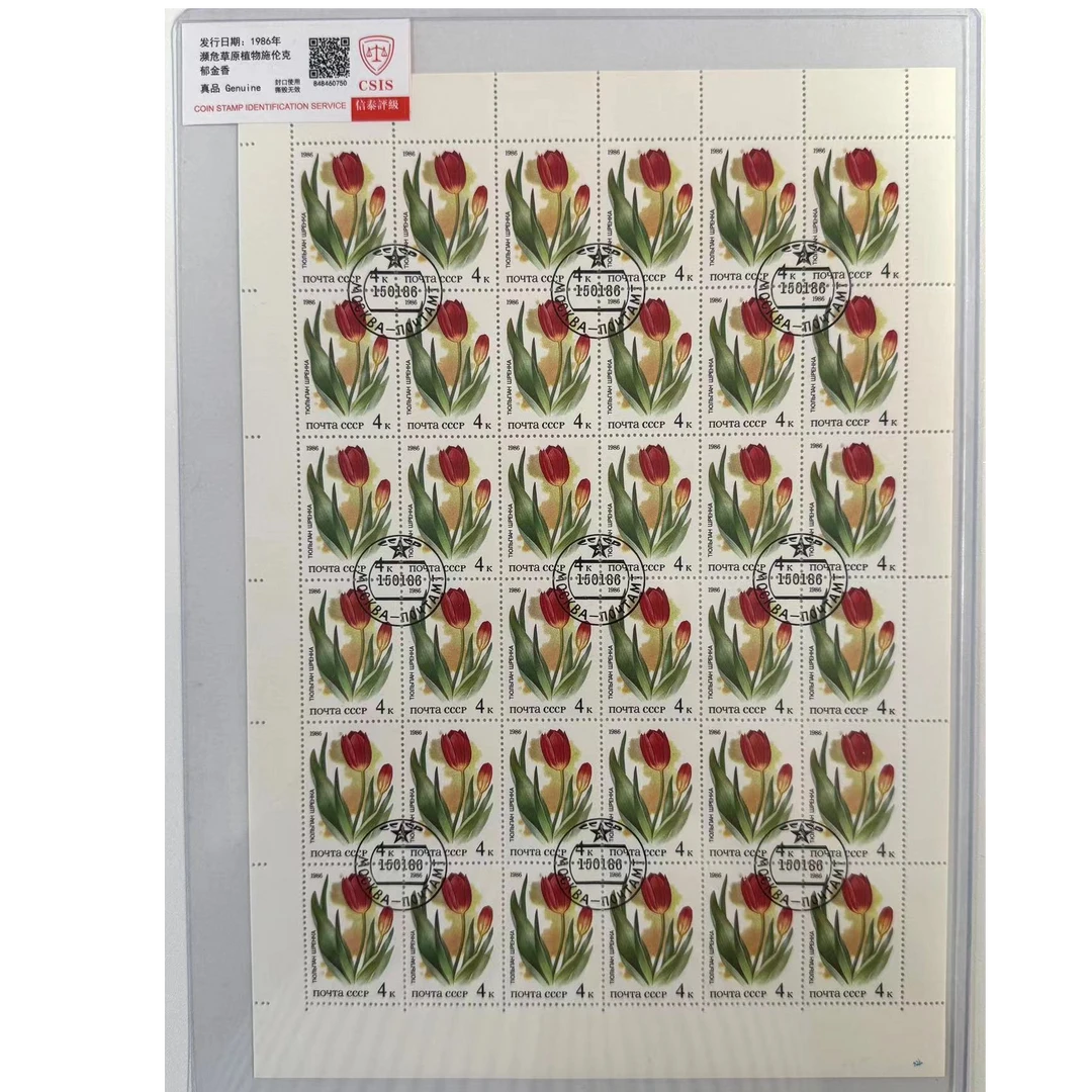 濒危草原植物施伦克郁金香