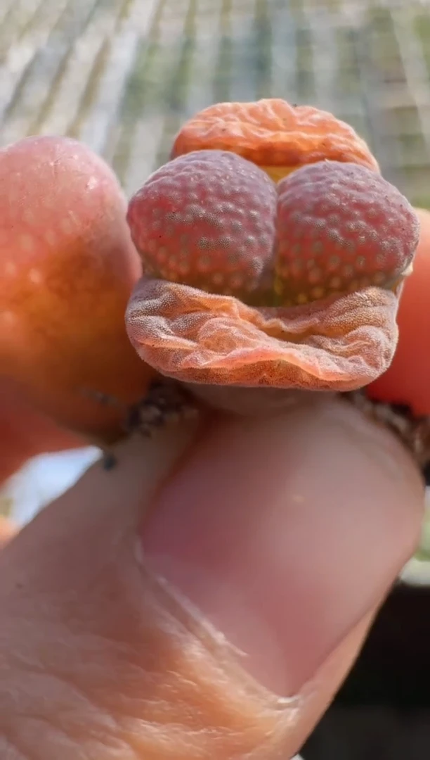 【闪购商品】8--28