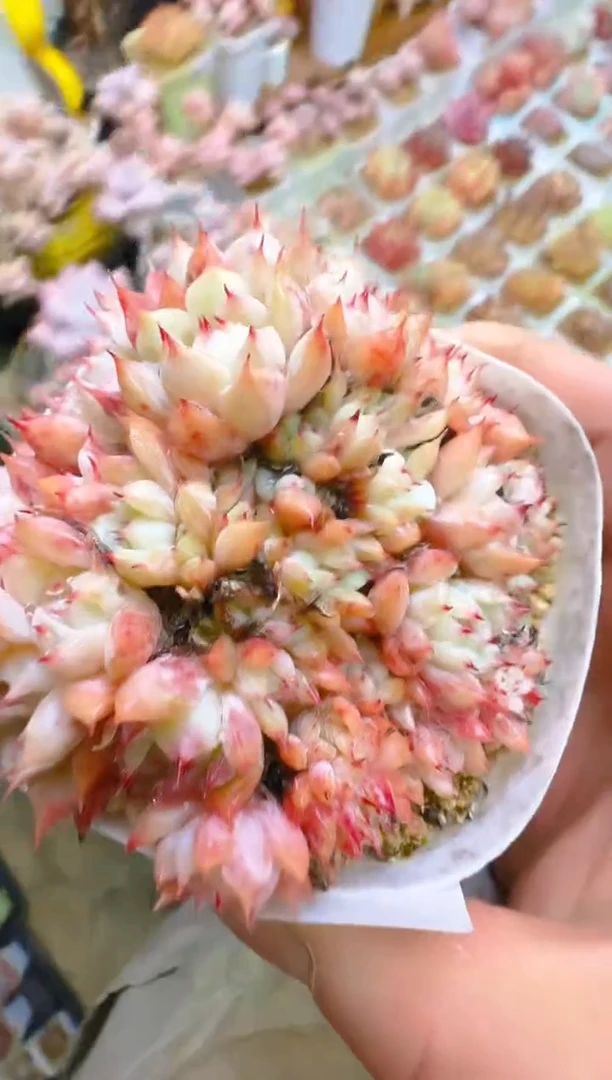 【闪购商品】春—202—仙农(TP缀）