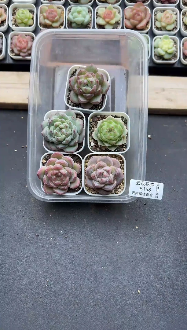 珍妮杂交多肉B168