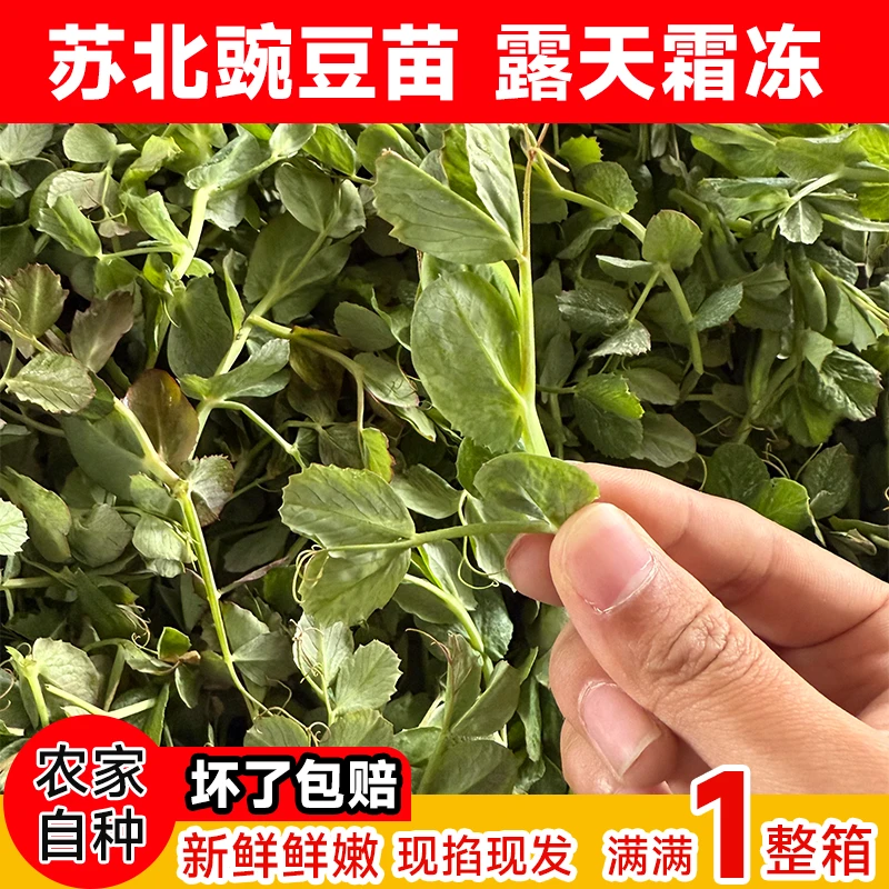 【苏北豌豆苗】现掐现发露天霜冻嫩豌豆尖
