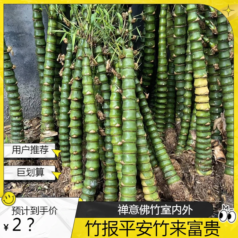 名贵禅意佛肚竹罗汉竹葫芦竹室内外盆栽元宝竹绿植竹子绿植盆栽