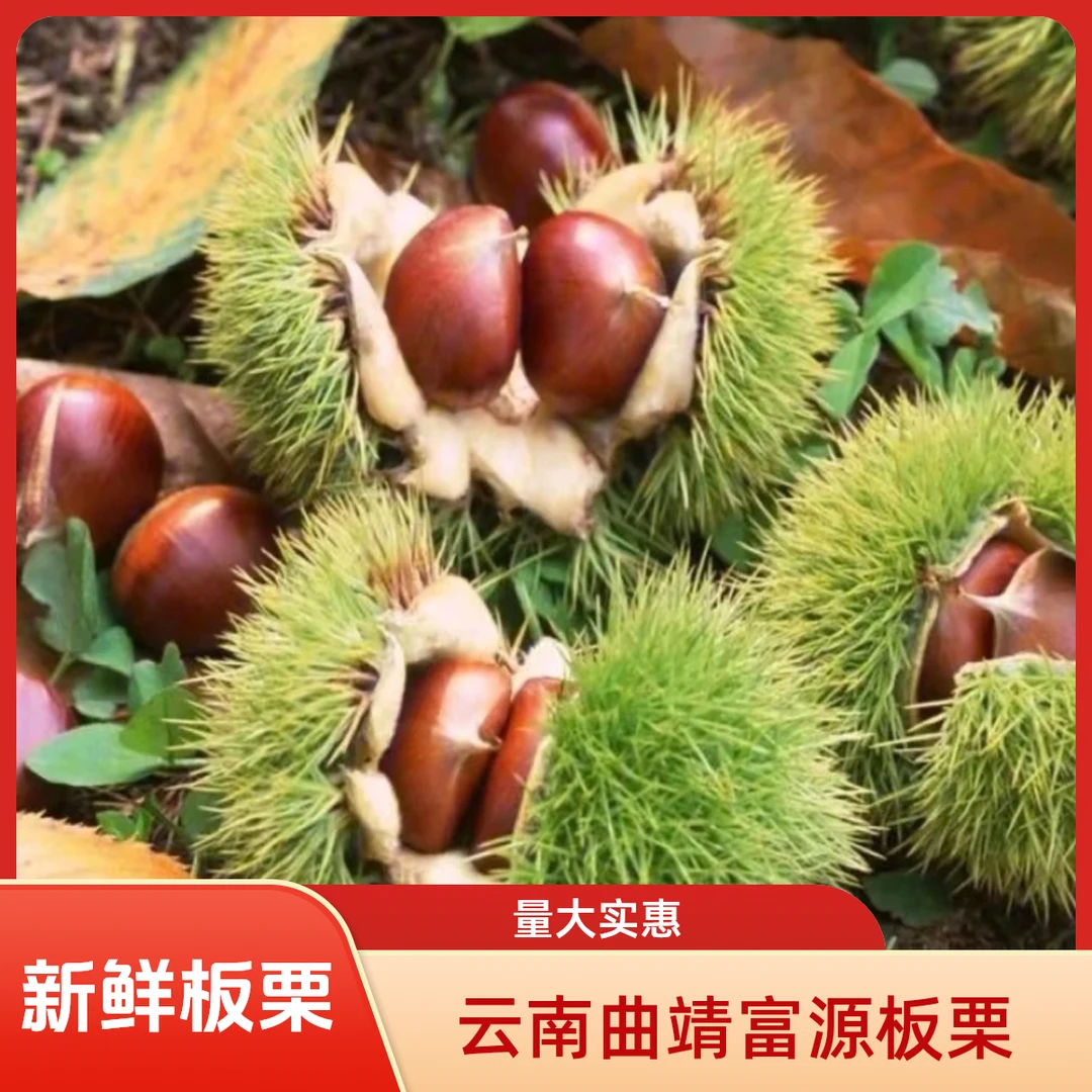 【富源十八连山新鲜板栗】现摘 2500克 5斤 包邮到家