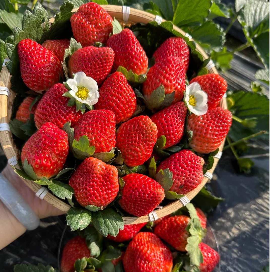 【顺丰包邮】冬季正宗大凉山露天草莓奶油3斤新鲜饱满鲜甜香包赔WX