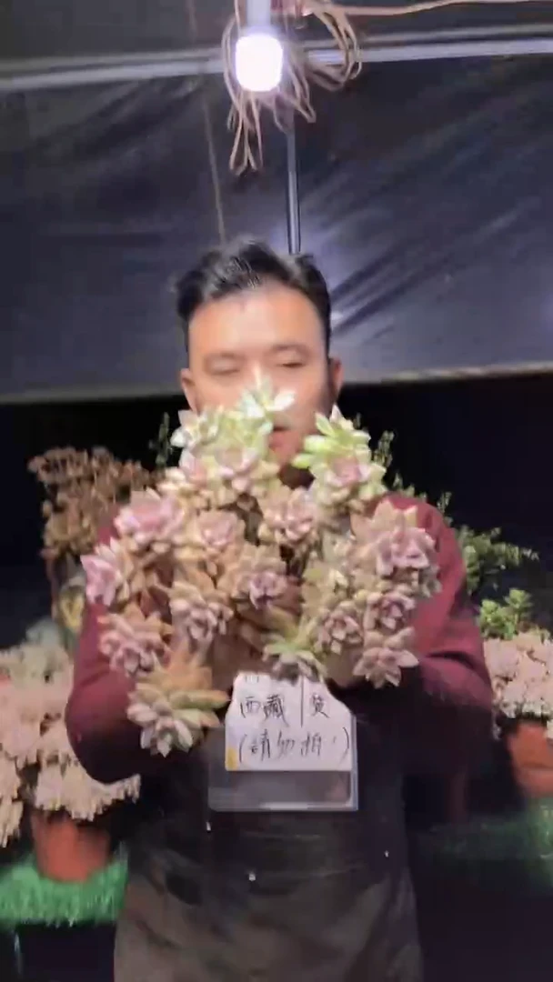 176淡雪缀化一物一拍