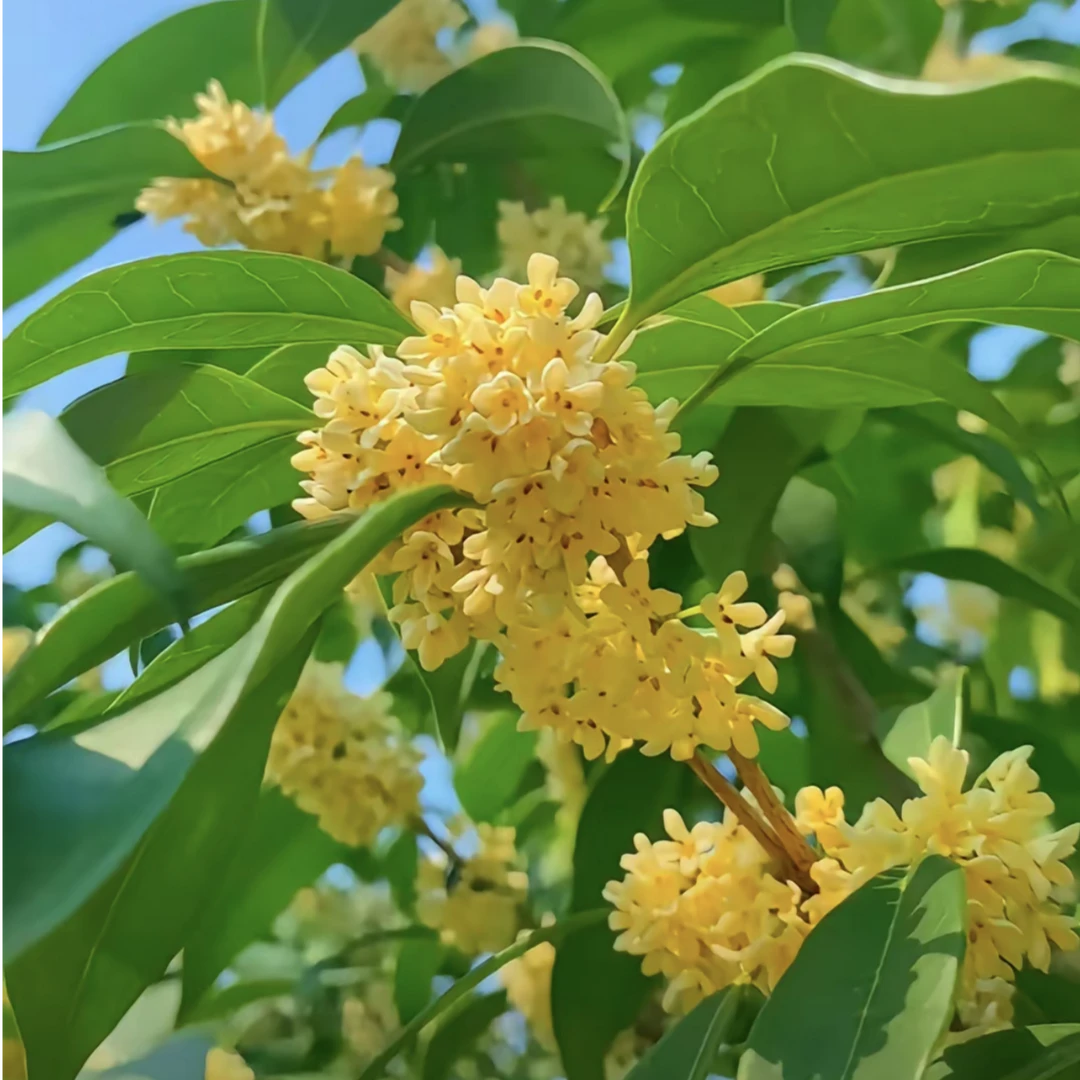 桂花树盆栽粗壮型四季开花耐寒好养室内户外花卉绿植客厅阳台