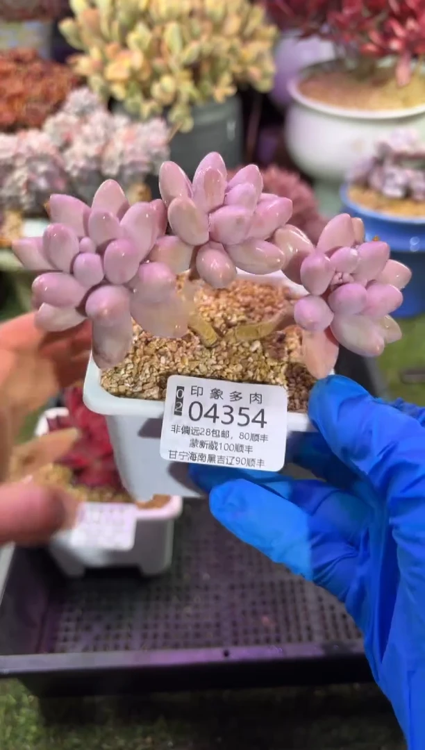 【闪购商品】04354