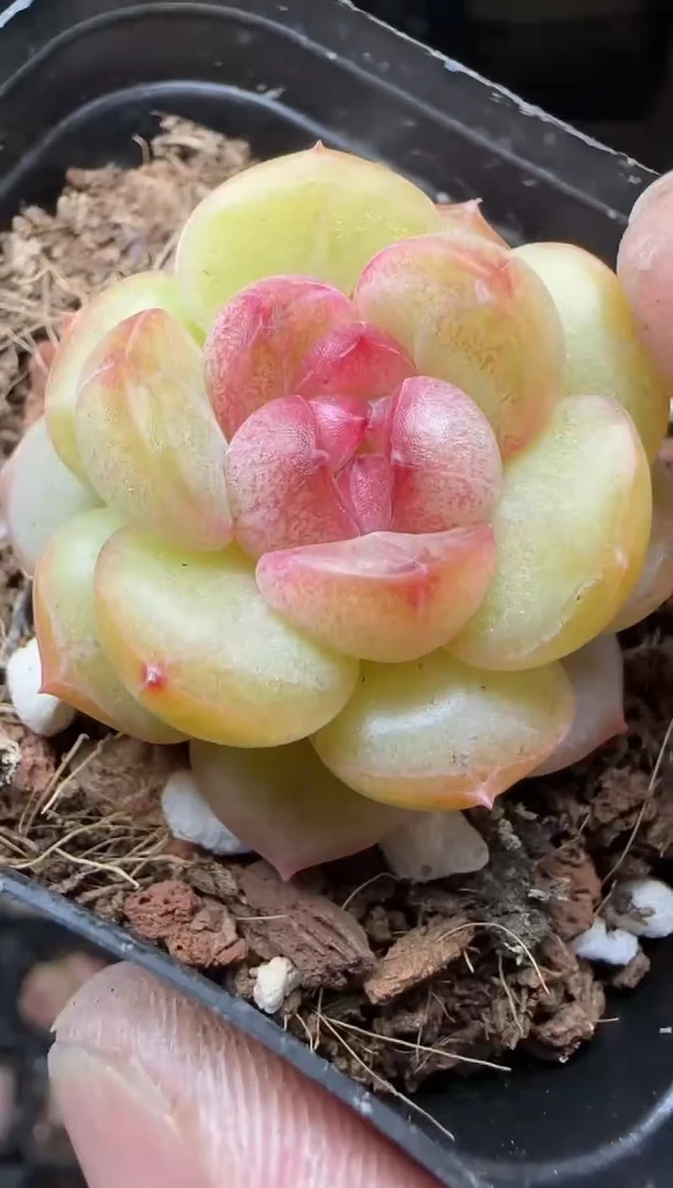 【闪购商品】一物一拍0216—388