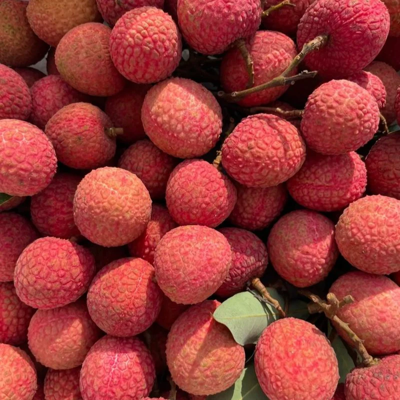 白糖罂荔枝1000g 盒装荔枝同城送广东省