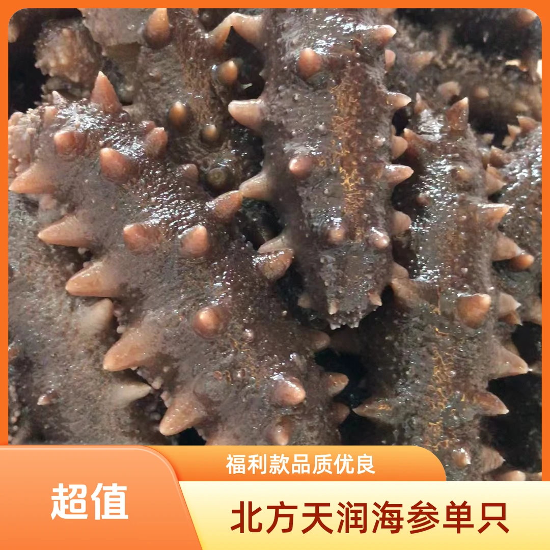 【直播间福利及自提】即海参福利款单只约30克