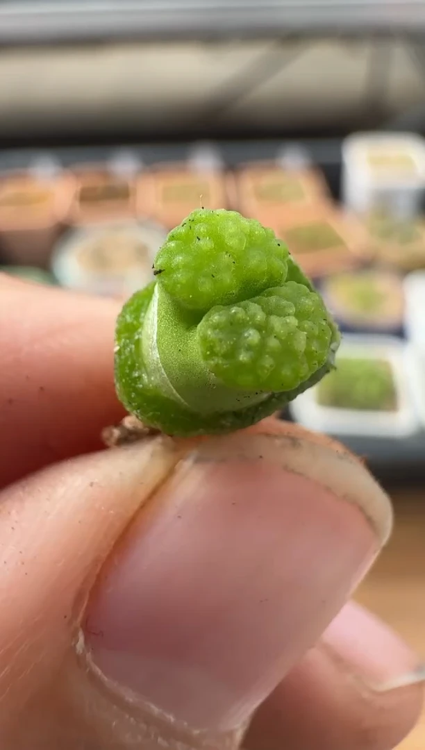 【闪购商品】2.5-80