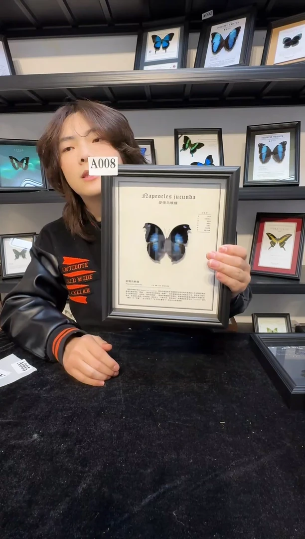 玻璃一物一拍.真实蝴蝶标本