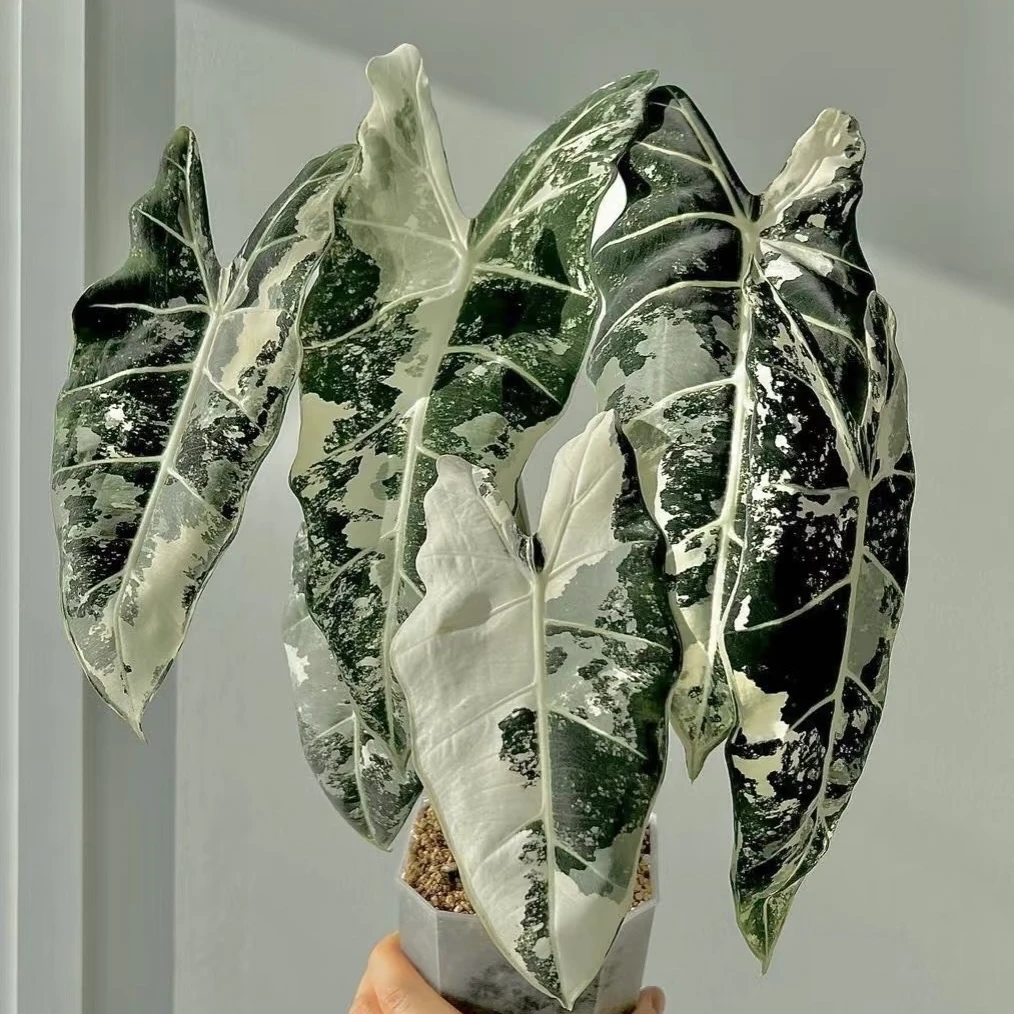 绿天鹅绒锦海芋白锦天鹅绒锦化绿植盆栽室内观叶净化空气