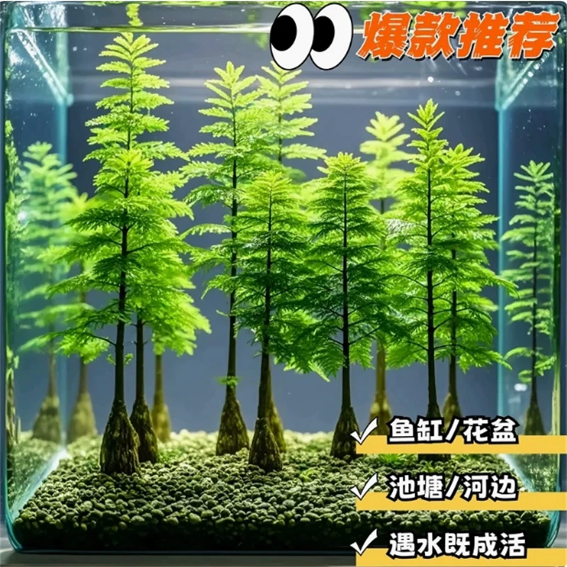 水杉水培鱼缸造景溪流缸水杉盆栽盆景鱼池水生植物绿植水草室内外