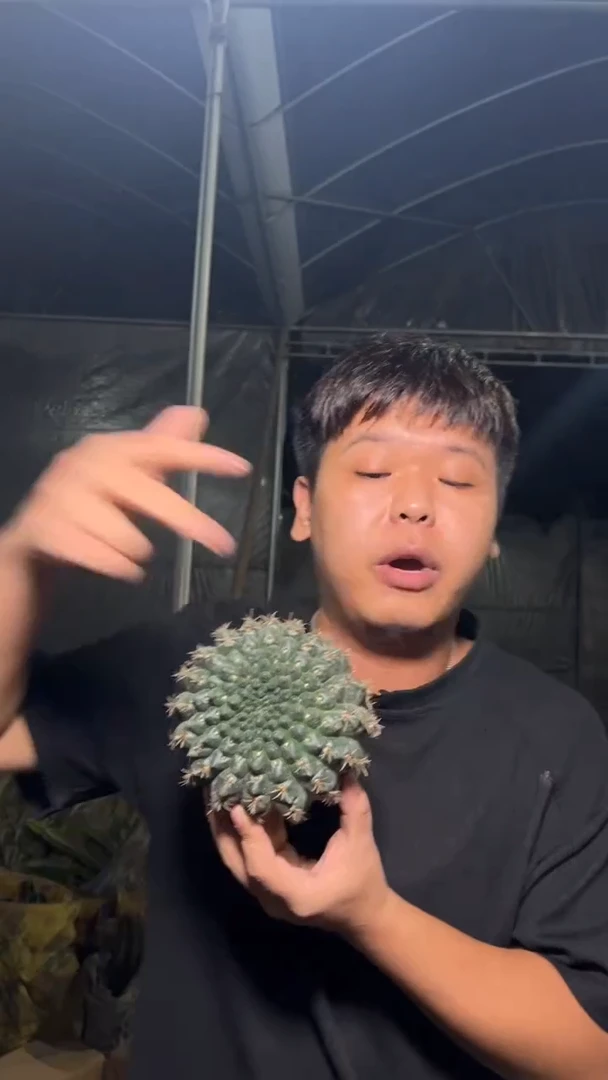 实生根 绯花玉 8-11cm