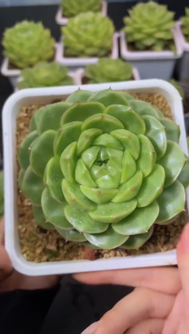 227翡冷翠一物一拍