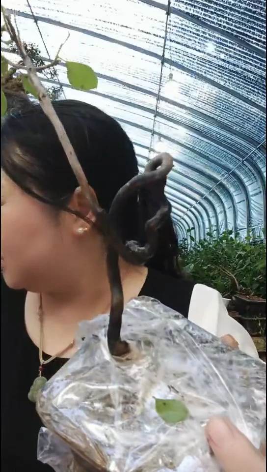 无花朵楚**水老鸦柿