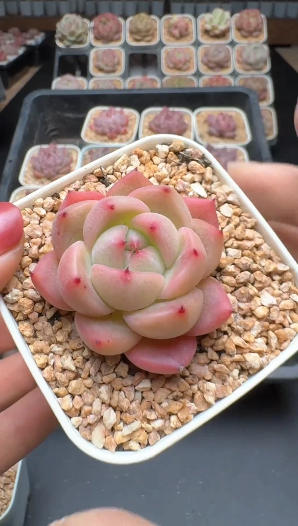 【闪购商品】241A号一物一拍多肉花卉植物拍3颗起发