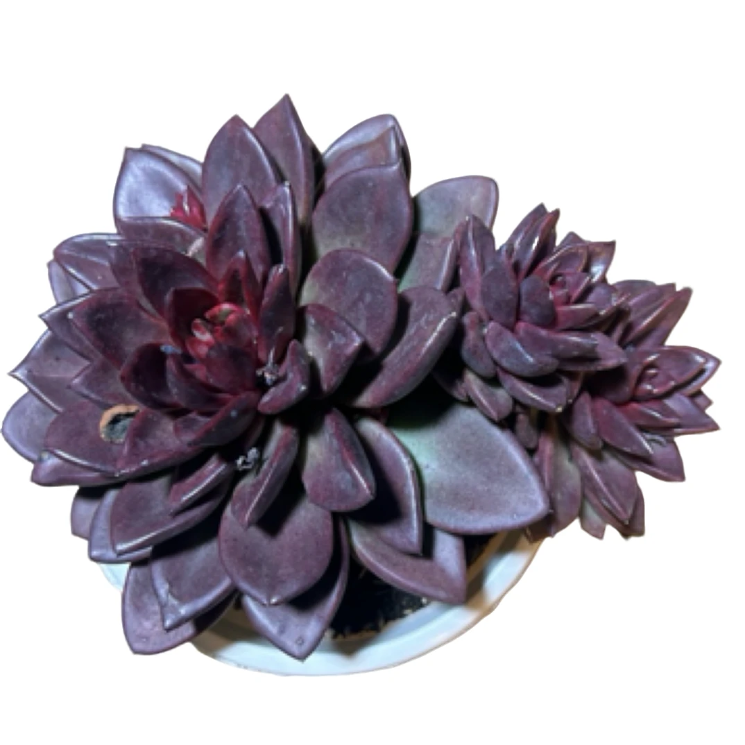 眼镜多肉（丰沛玫瑰）整装老桩飘枝盆栽盆景多肉