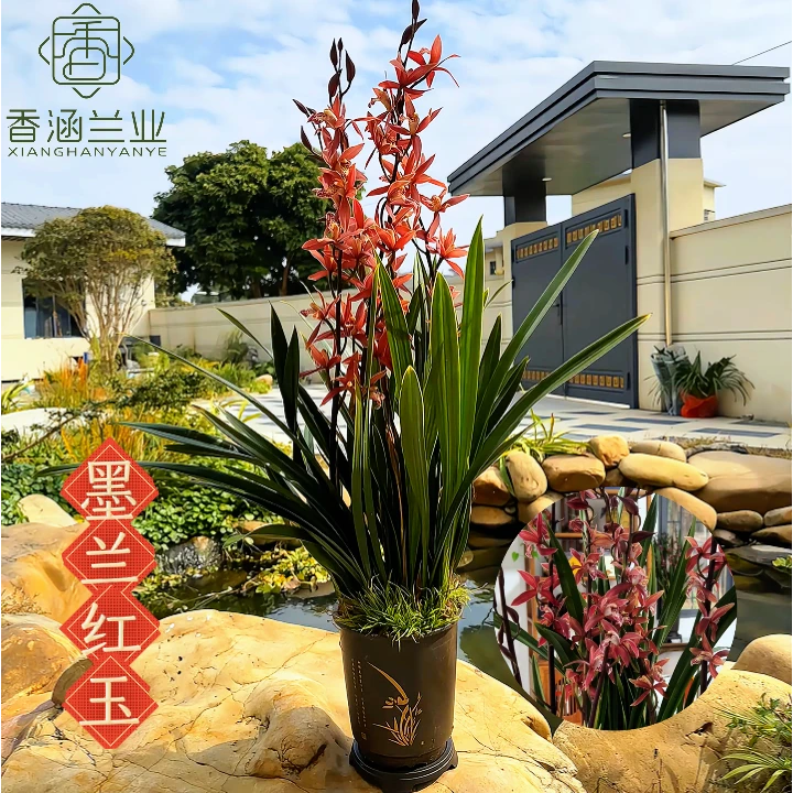 墨兰-红玉浓香型室内兰花花卉盆栽好养易活花期年宵前后