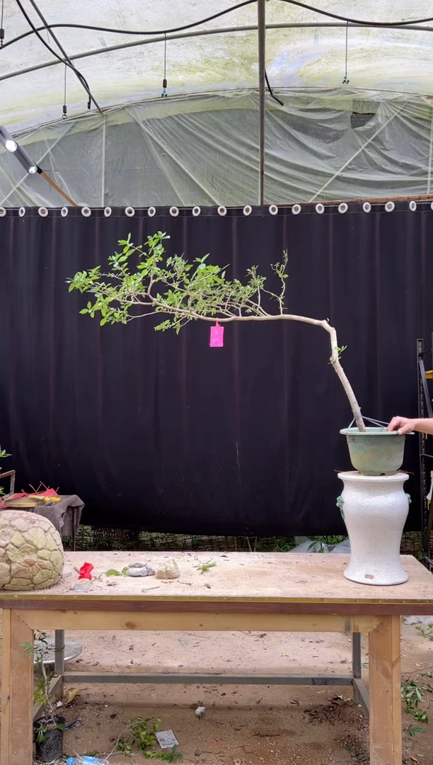 当前无花朵，栽培后可花朵B**o海岛栀子花