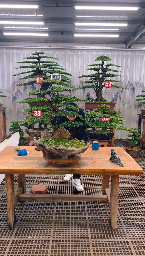 无花朵精品盆景直播间一物一拍