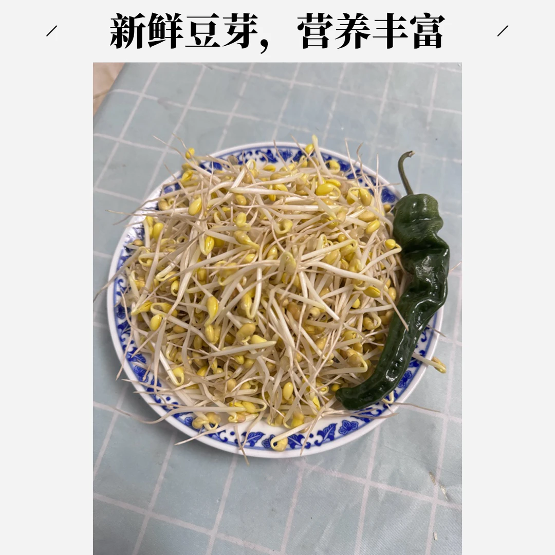 自发传统黄豆芽 自发新鲜小黄豆芽（下单备注长短）