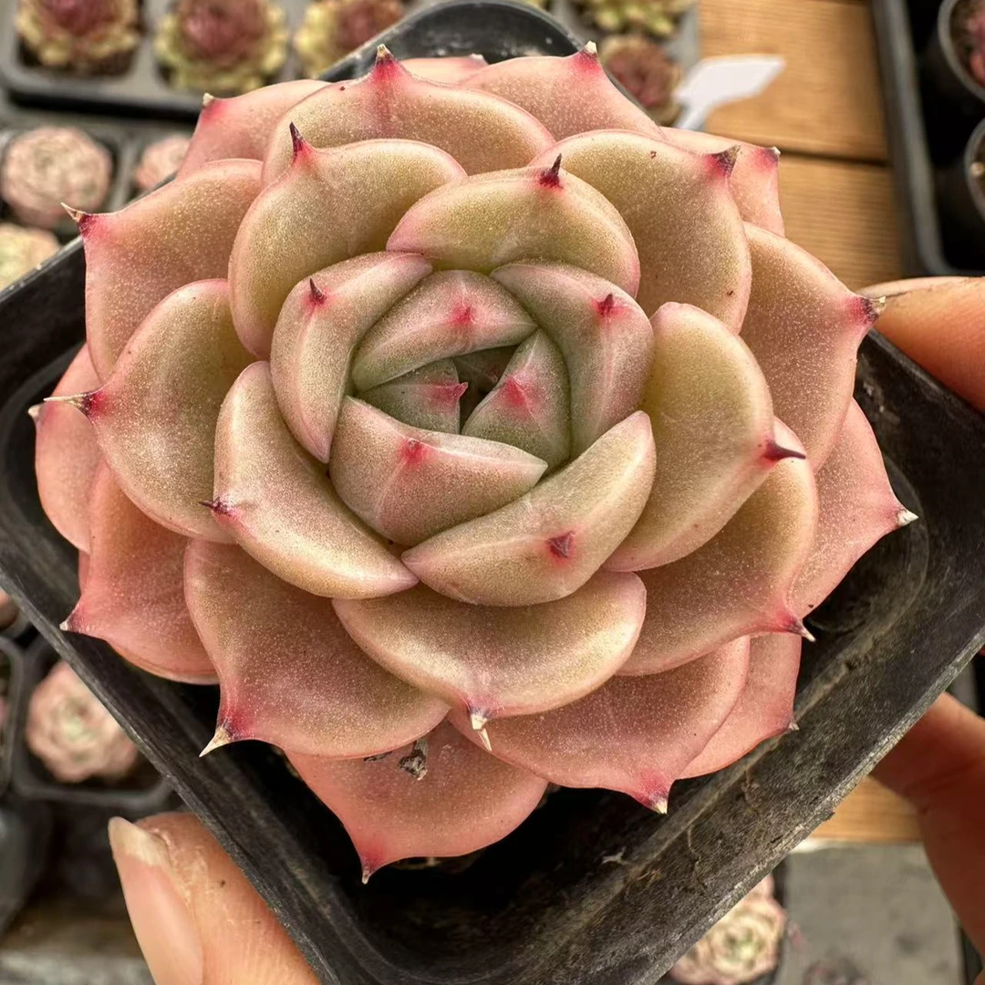 7#朗姆酒单双混发  前男友精品多肉A8