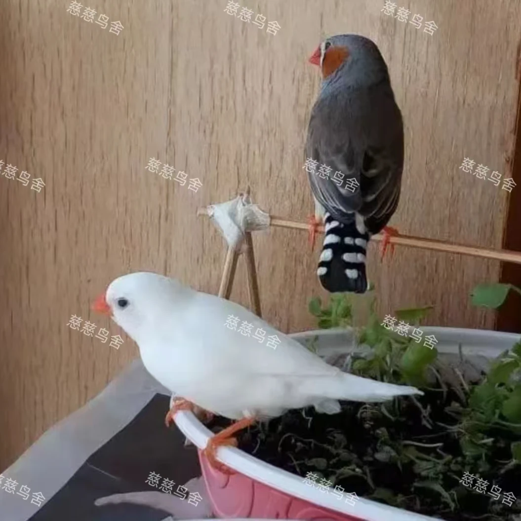 珍珠鸟 宠物鸟 可繁殖 活泼好动 聪明